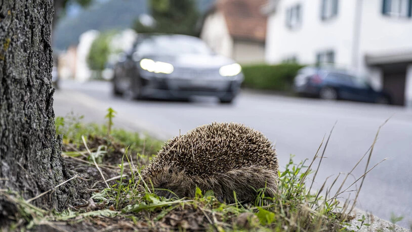 Am Dienstag ist in Chur dieser Igel am Strassenrand gesehen worden.