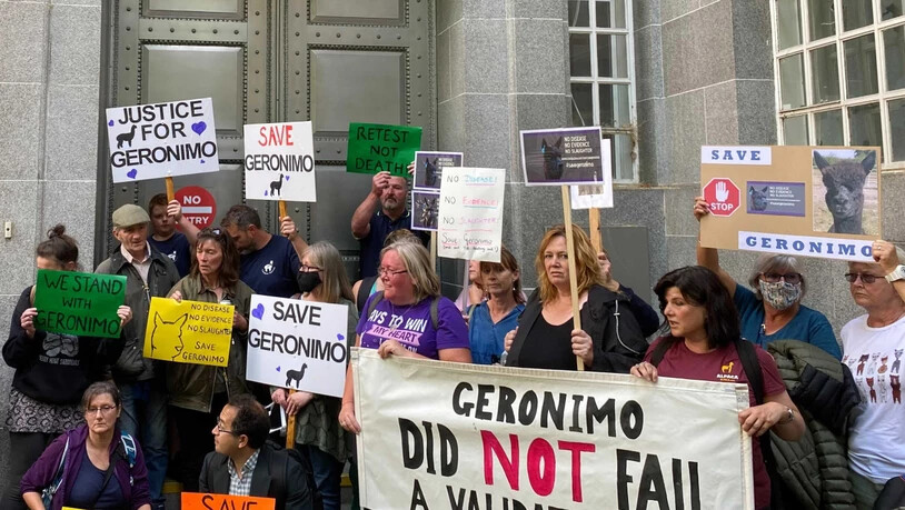 Demonstranten protestieren vor dem Umweltministerium gegen die angeordnete Einschläferung von Alpaka Geronimo. Mit einem Protestmarsch in London wollten Unterstützer für die Rettung des mutmaßlich an Rindertuberkulose erkrankten Alpakas Geronimo…