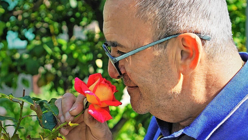 Italien, wir kommen: Kurz vor der Abreise riecht Liberato Di Leo noch an einer Rose vom Blumenbeet seiner Frau Maria und stellt sich auf das kommende «Dolce far niente» ein.