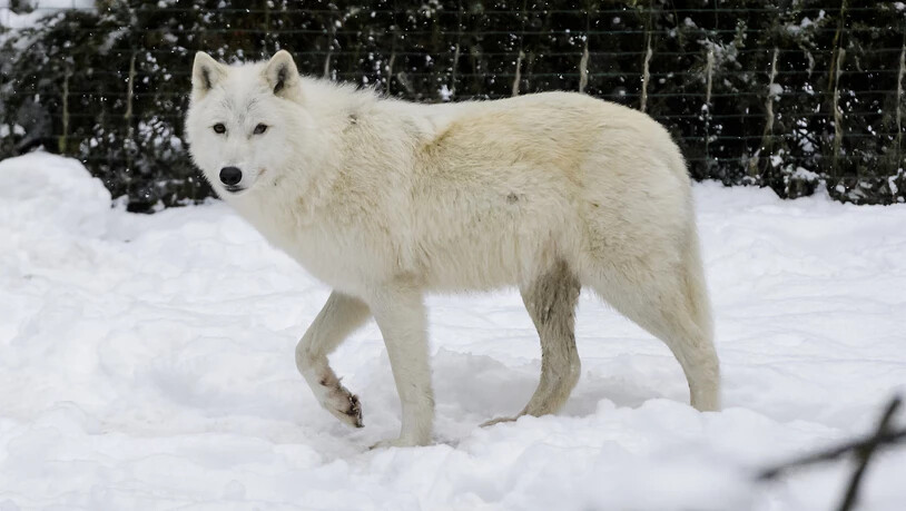Ein Polarwolf im Zoo de Servion VD: Der Polarwolf verdankt seine weisse Fellfarbe einer Genvariante, die er von einem längst ausgestorbenen Verwandten geerbt hat. (Archivbild)