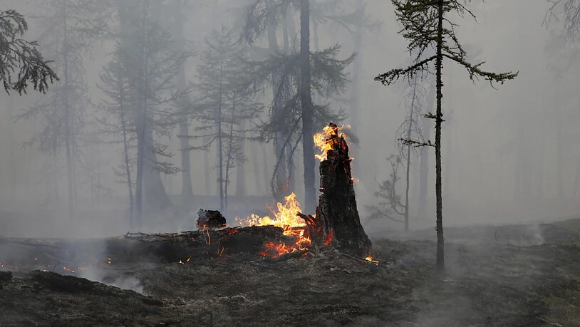 Der Ort eines Waldbrandes, auf dem ein Baumstamm in Flammen steht. Die russischen Behörden haben den Ausnahmezustand in Nordostsibirien ausgeweitet, um externe Ressourcen zur Bekämpfung der Waldbrände in der riesigen Region heranzuziehen. Foto: Vasily…