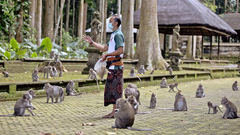 Made Mohon, Park-Manager des Sangeh Monkey Forest, füttert Makaken mit gespendeten Erdnüssen in der Touristenattraktion in Sangeh, Bali. Wegen Corona bleiben auf Bali die Touristen aus und damit das Fressen für Hunderte Affen. Immer häufiger würden…