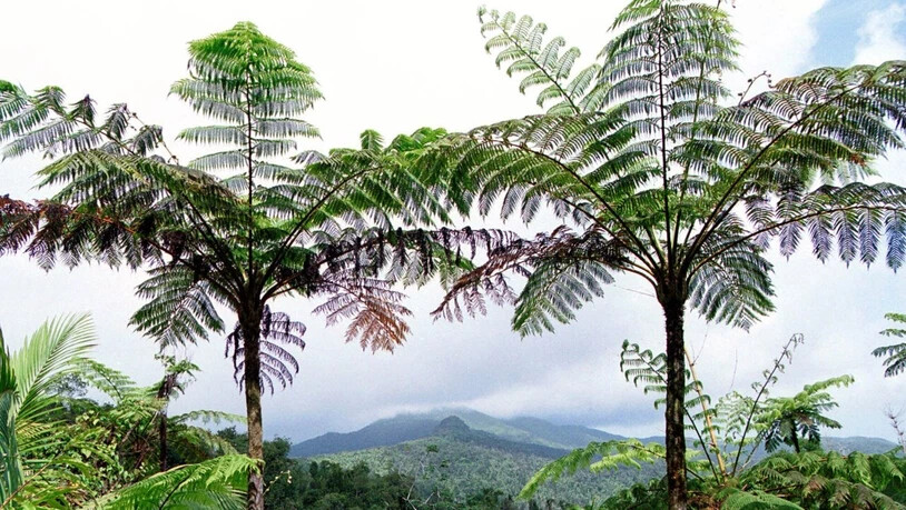 Tropische Regenwälder beherbergen eine einzigartige Artenvielfalt. Verglichen mit den Tropenwälder Afrikas sind die Wälder Südamerikas und Südostasiens besonders artenreich.
