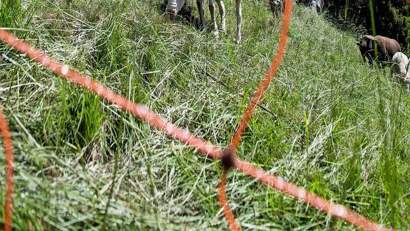 Herdenschutz: Bund und Kanton sind sich nicht einig, wann Nutztiere ausreichend geschützt sind. Eine Untersuchung der Glarner Alpen soll Klarheit bringen.