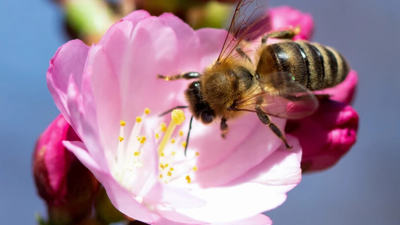 Australien importiert europäische Bienenköniginnen, weil sie resistent sind gegen bestimmte Milben. Wegen der Pandemie und den damit verbundenen Verzögerungen bei der Post kommen die Bienen tot oder geschwächt an - das gefährdet die Bienenzucht und damit…