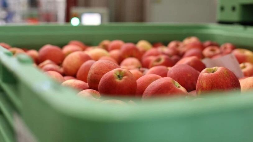 Geringe Ernte von Tafeläpfeln: Frostnächte im Frühling und Unwetter ab Juni machen 2021 zu einem miserablen Obstjahr.