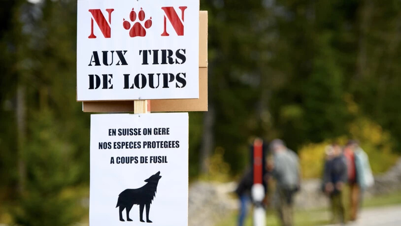 Anfang Oktober demonstrierten rund 150 Wolfsschützerinnen und Wolfsschützer auf dem Marchairuz-Pass im Waadtländer Jura. Sie forderten den Kanton Waadt auf, die Abschussbewilligung für zwei Jungwölfe aus dem Marchairuz-Rudel aufzuheben oder ein…