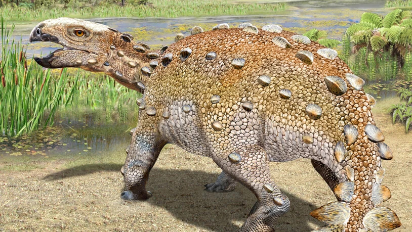 Eine künstlerische Darstellung des Panzer-Dinosauriers Stegouros elengassen. (Handout Nature)