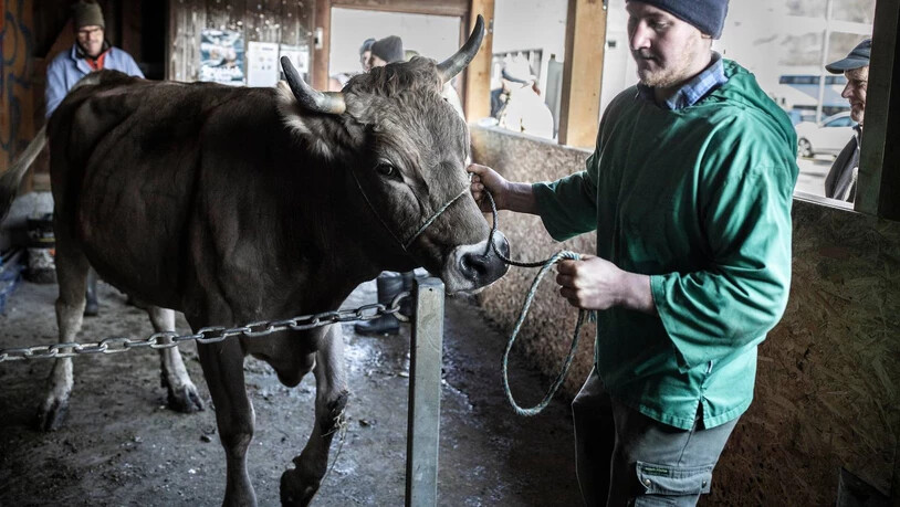 Impressionen des Glarner Schlachtviehmarkts.