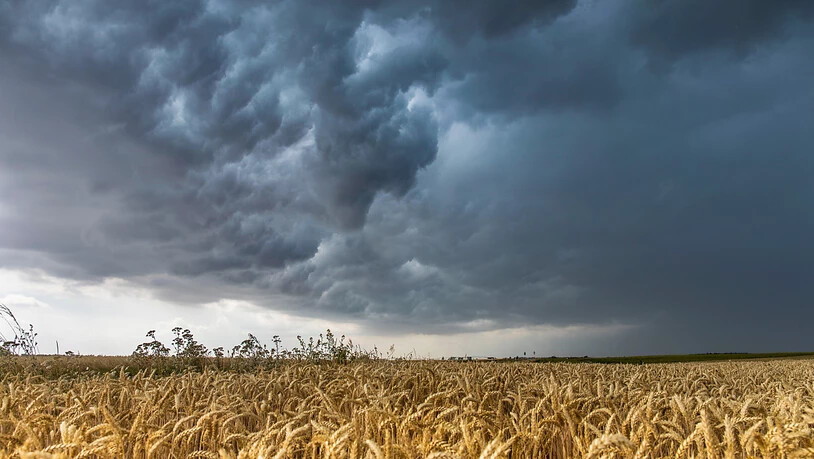 Drohende Wolken über der Nahrungsmittelversorgung: Die Ukraine und Russland produzieren ein Drittel des weltweit gehandelten Weizens. (Archivbild)