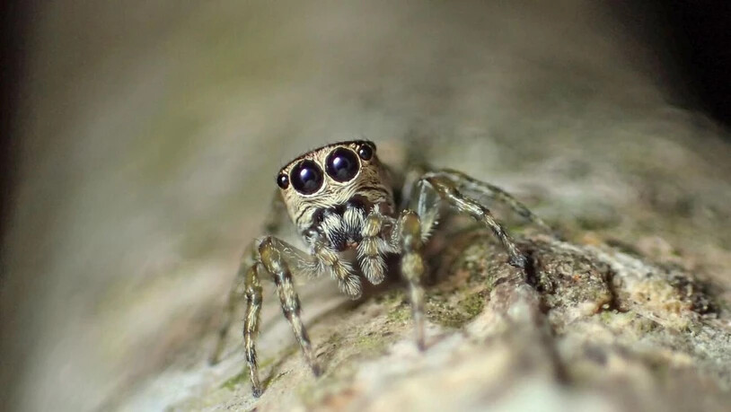 Hübsch ist sie ja, die 50'000. Spinnenart, die die Forscher bisher gefunden und beschrieben haben.