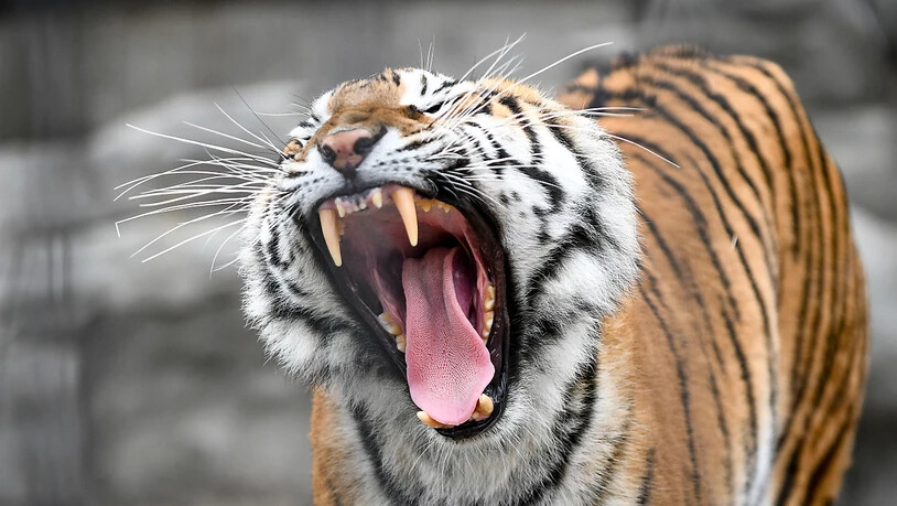 ARCHIV - Ein Tiger reißt das Maul auf (Symbolbild). Foto: Ukrinform/dpa