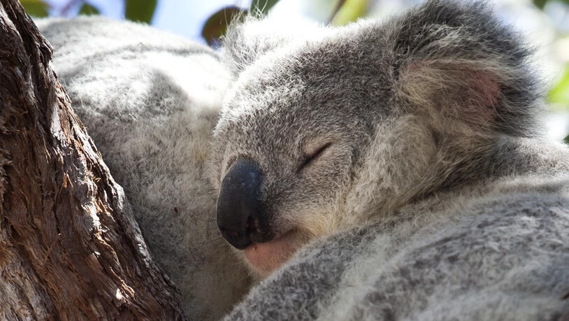 ARCHIV - Um Koalas und andere seltene Tiere besser zu schützen, will die Regierung von New South Wales an Australiens Ostküste weitere 2000 Hektar Buschland in Nationalparks integrieren. Foto: Daniel Naupold/dpa