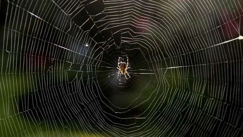 Spinnennetze sind eine ideale Falle für alles, was in der Luft schwebt, auch für Mikroplastikteilchen: eine Spinne baut sich ihr Netz. (Archivbild)