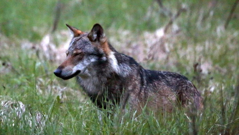 Wachsende Wolfspopulation: Die Anzahl Wölfe in der Schweiz wird auf rund 150 geschätzt. (Archivbild)