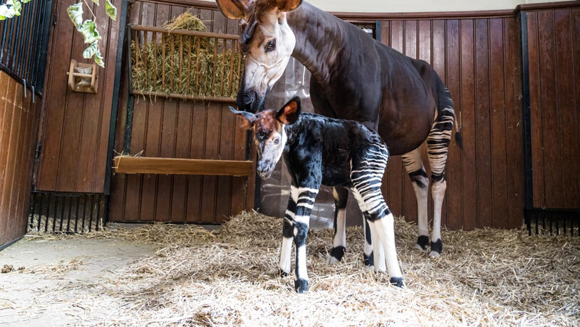 Das neugeborene Okapi Toka mit seiner Mutter Ebony.