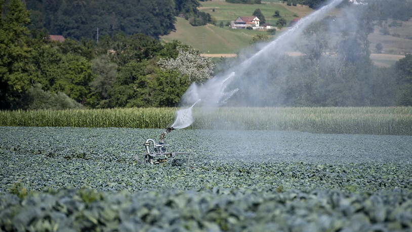 Landwirtschaftliche Kulturen leiden zunehmend unter der Dauerhitze. Gemüsefeld im Kanton Aargau. (Archivbild)