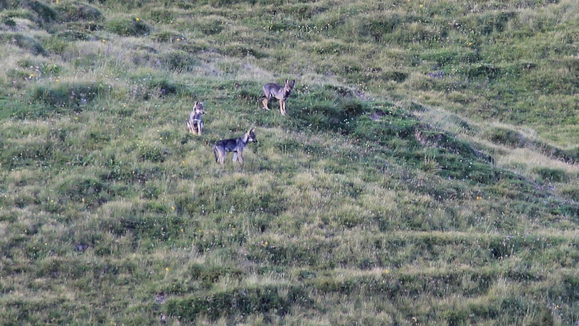 Drei Wolfswelpen des Beverinrudels erkunden ihr Revier: Zwei der Jungwölfe des Rudels wurden durch die kantonale Wildhut erlegt.