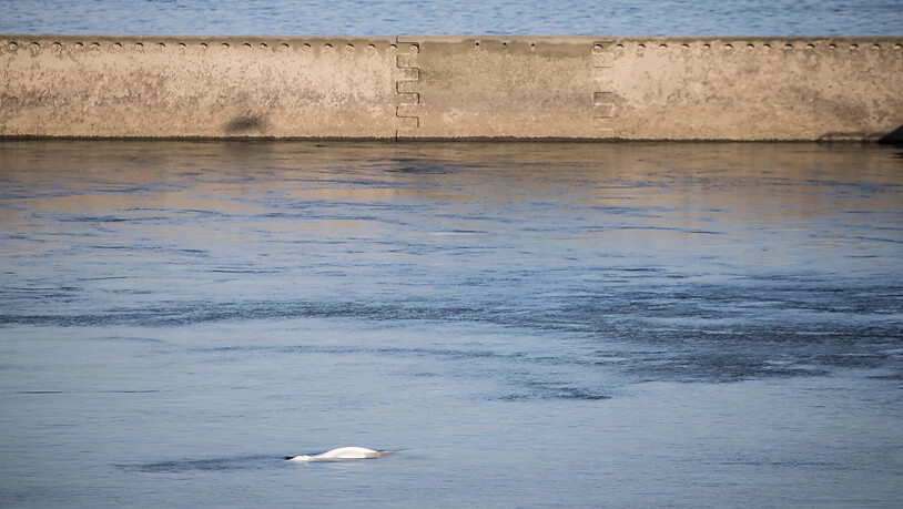 Ein in einer Schleuse der französischen Seine festsitzender Belugawal ist in der Nacht auf Mittwoch per Netz und Kran aus dem Wasser gehoben worden. (Archivbild)