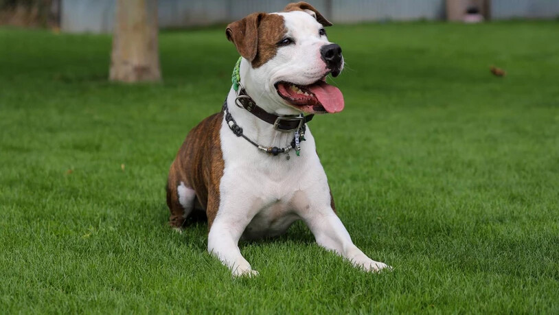 Zeus: der charakterstarke Schmusebär.