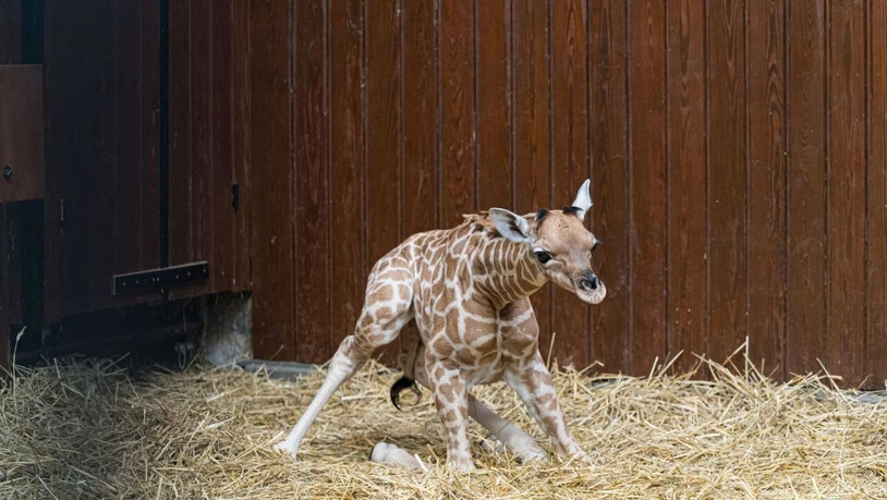 Aller Anfang ist nicht so leicht: Das Basler Giraffen-Kalb Tufani muss auf seine langen Beine kommen.