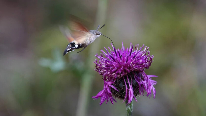 Taubenschwänzchen - Sieht aus wie ein Kolibri, ist jedoch ein Schmetterling.