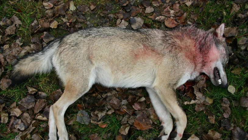 In Graubünden sind dieses Jahr bereits drei Jungwölfe von der Wildhut erlegt worden - zuletzt am Dienstag eine junge Wölfin im Bündner Oberland. (Symbolbild)