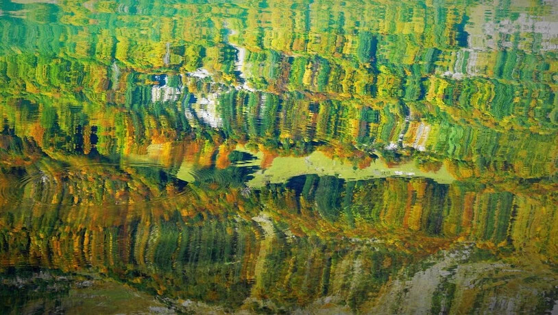 Malerisch: Das kräuselnde Wasser verwandelt die Farben in ein Gemälde. Aufgenommen wurde das Lichtspiel im Klöntal, wo sich der Wald auf der Oberfläche spiegelt.