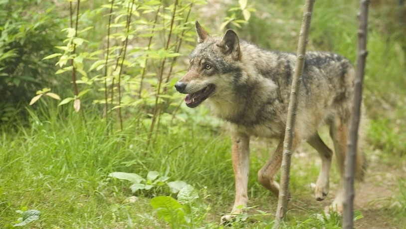 Der Kanton Waadt hat vom Bund die Erlaubnis erhalten, insgesamt drei Wölfe zu erlegen. Im Bild ein Wolf in einem Zoo. (Symbolbild)