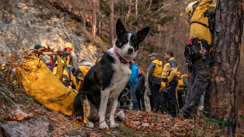 Fünf Geländespürhunde der Alpinen Rettung Graubünden sowie ein Personenspürhund der Kantonspolizei haben ihrem «Chef» Peter Peyer bewiesen, dass er sich im Notfall auf sie verlassen kann. Im Zentrum der Vermisstensuche ist die Geländespürhündin Sira. Sie hatte keine Mühe, den abgestürzten Politiker zu finden.