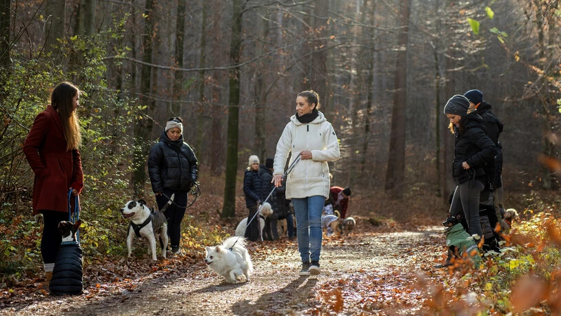 In Chur gibt es neuerdings einen Social Dog Walk - einen Gruppenspaziergang für und mit Hunden. Franziska Bechmann (mitte) hat das Projekt ins Leben gerufen und organisiert seit Oktober gemeinsame Spaziergänge um das Hundeverhalten zu trainieren, sowie neue Kontakte zu knüpfen. 