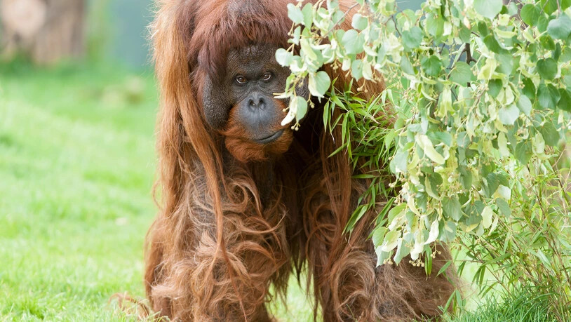 HANDOUT - Das Orang-Utan-Männchen «Vladimir» ist im Alter von fast 50 Jahren im Tiergarten Schönbrunn eingeschläfert worden. Foto: Daniel Zupanc/TIERGARTEN SCHÖNBRUNN/dpa/Archiv - ACHTUNG: Nur zur redaktionellen Verwendung im Zusammenhang mit der…