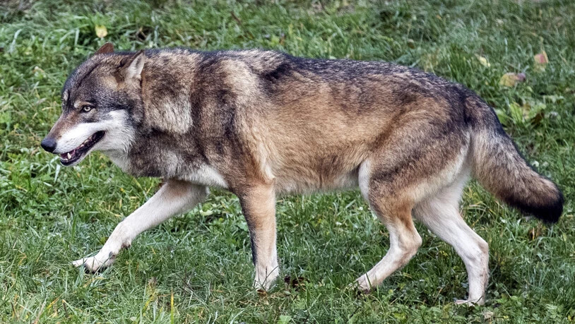 Ein Wolf im Tierpark Goldau SZ. In der Freiheit soll es Isegrim nach Plänen des Bundesrates an den Kragen gehen. (Archivbild)