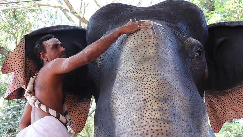 Der mechanische Elefant sieht seinen echten Artgenossen zum verwechseln ähnlich. Foto: Juhi Bhatt/dpa