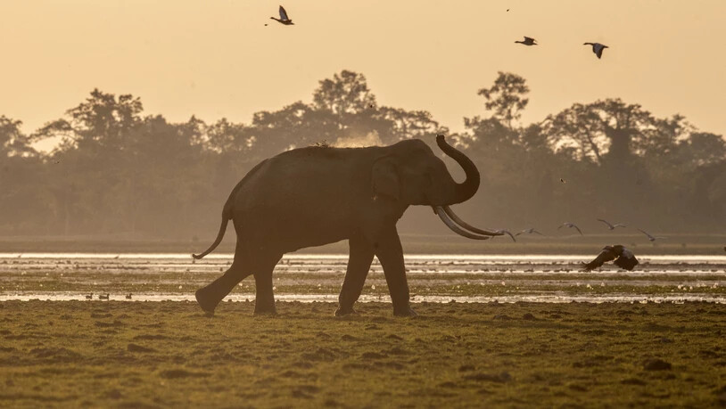 ARCHIV - Ein Elefant wirft sich im Kaziranga-Nationalpark in Indien mit dem Rüssel Staub auf den Rücken (Symbolbild). Foto: Anupam Nath/AP/dpa - ACHTUNG: Nur zur redaktionellen Verwendung und nur mit vollständiger Nennung des vorstehenden Credits