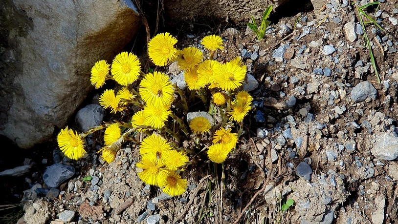Die Blüten des Huflattichs setzen einen knalligen Akzent in der Natur.