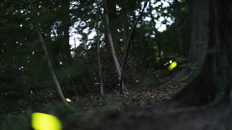 Glühwürmchen suchen in einem Wald in Zürich nach einer Partnerin. (Archivbild)