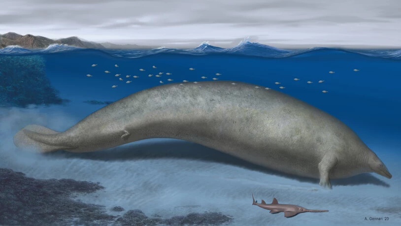 Eine Rekonstruktion des Wals mit dem Namen "Perucetus colossus", grob übersetzt "der kolossale Wal aus Peru".
