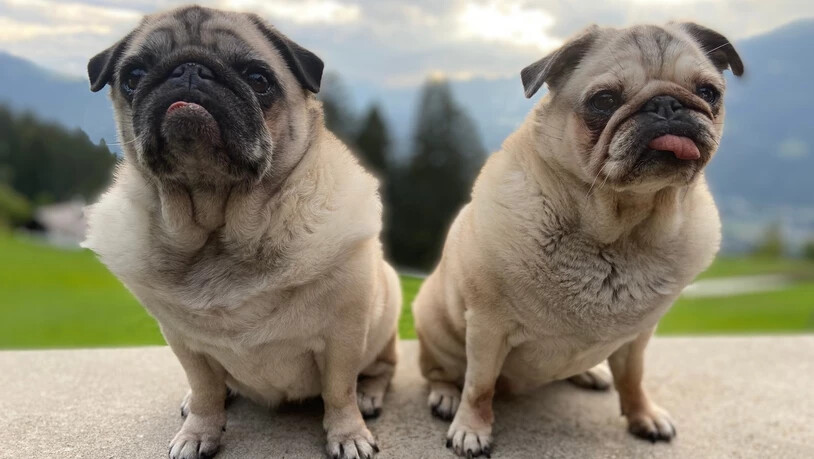 Mit Blick in die Surselva: Effi und Carlotta entwickeln auf den Emser Culms Bels ganz neue Fähigkeiten.