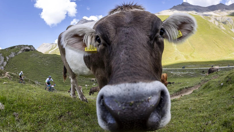 Zaungast am Streckenrand: Das Swiss Epic führt vorbei an den Augen dieser Kuh.
