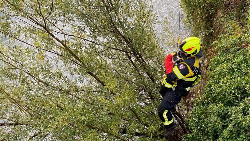 Trocken geblieben: Ein Mitarbeiter der Feuerwehr Chur holte die Katze vom Baum, von dem sie nicht mehr selbst runterkam.