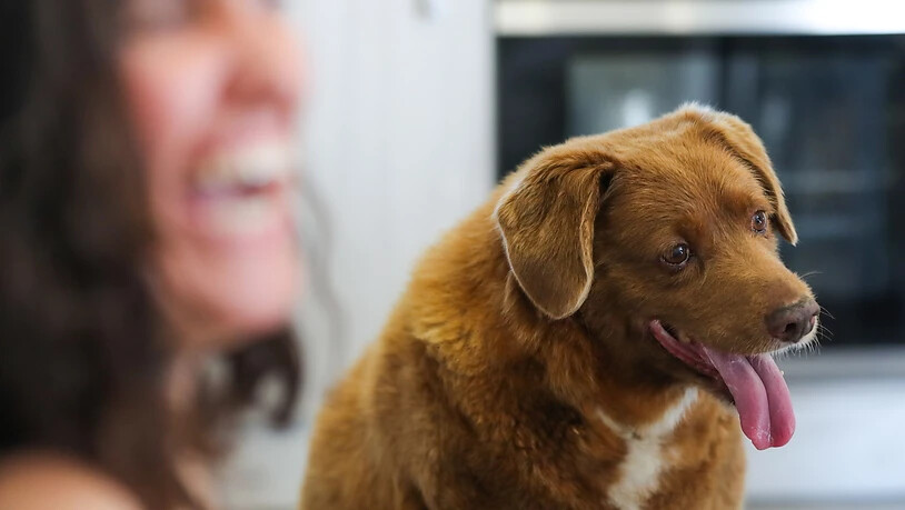 Bobi an der Geburtstagsparty zu seinem 31. in seinem Wohnort Conqueiros in Portugal.
