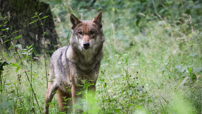 Der Umgang mit dem Wolf sorgt seit Jahren für heftige Debatten. (Themenbild)