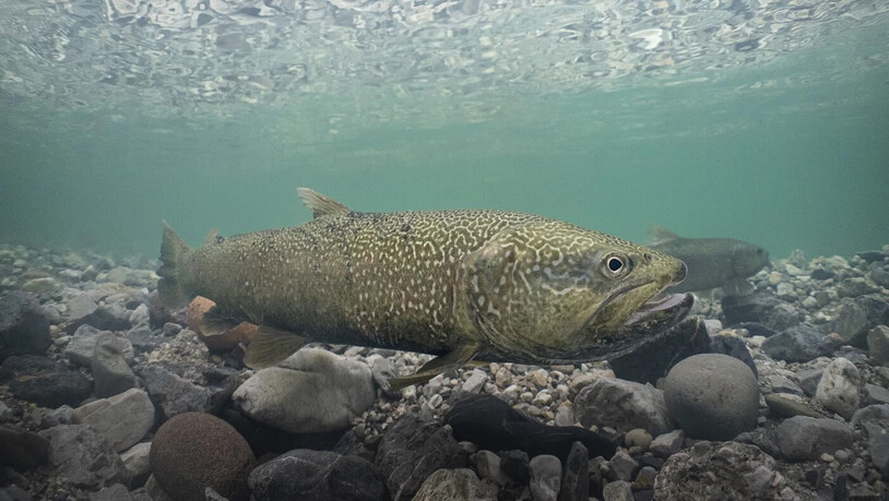 Das ist der Fisch des Jahres 2024, der auch in Graubünden lebt: die Maromata-Forelle.