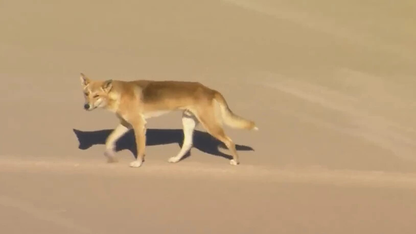 Dingos sind hundeähnliche Raubtiere, die vor allem in Australien leben. Zuletzt hatten sich Dingo-Attacken auf Menschen gehäuft. (Archivbild)