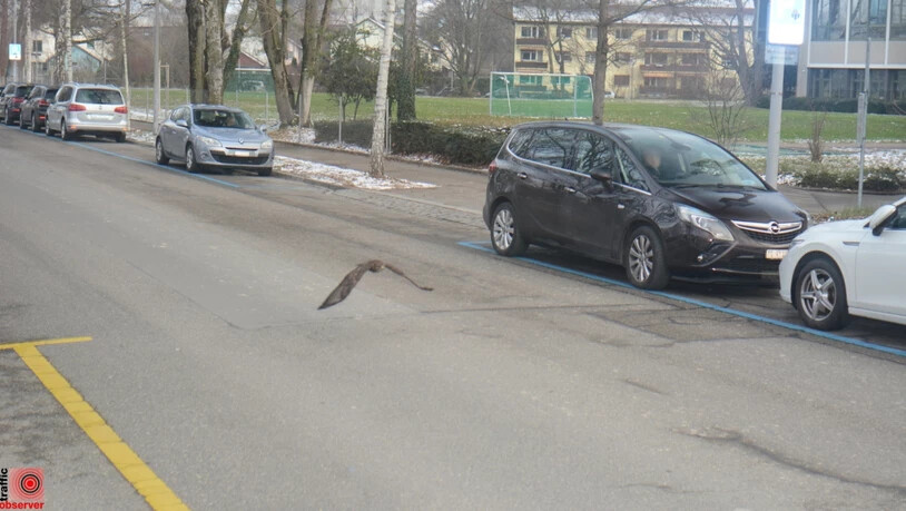 Schneller als die Polizei erlaubt: In Zürich wurde ein Greifvogel von einer Verkehrskamera geblitzt.