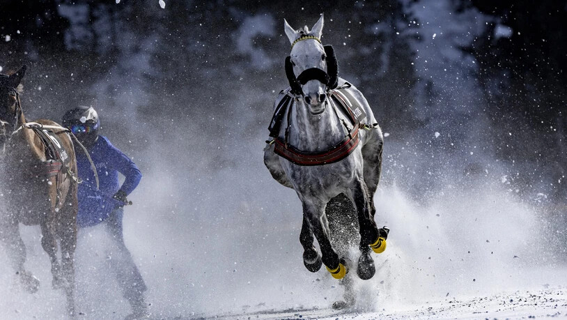 Aufgewirbelter Schnee: Die vorderen Pferde hüllen die hinteren in eine Schneewolke.