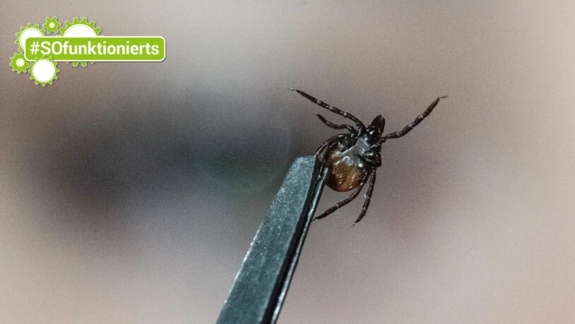 Schleichende Parasiten: Am besten entfernt man eine Zecke mit einer Pinzette.