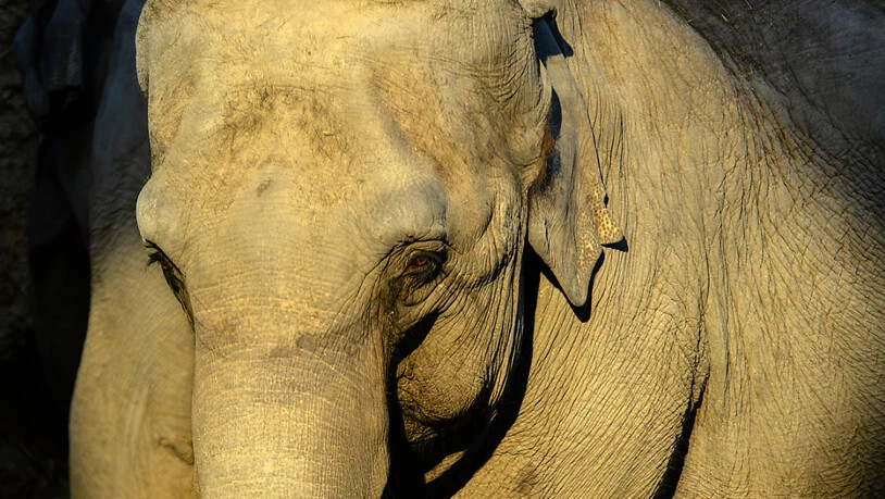 Elefantendame Ceyla-Himali erreichte im Zoo Zürich das hohe Alter von 49 Jahren. Am Samstag musste sie eingeschläfert werden. (Archivbild)