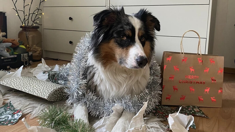Auf frischer Tat ertappt: Genüsslich hat Veerle zahlreiche Geschenke ausgepackt. Eine wahre Weihnachtsfreude für sie. 